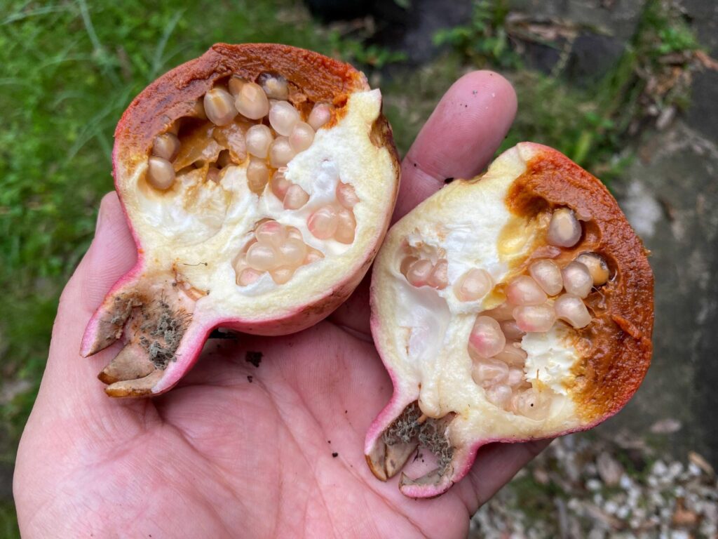 ザクロはどこで買える?スーパーでの探し方と旬の選び方